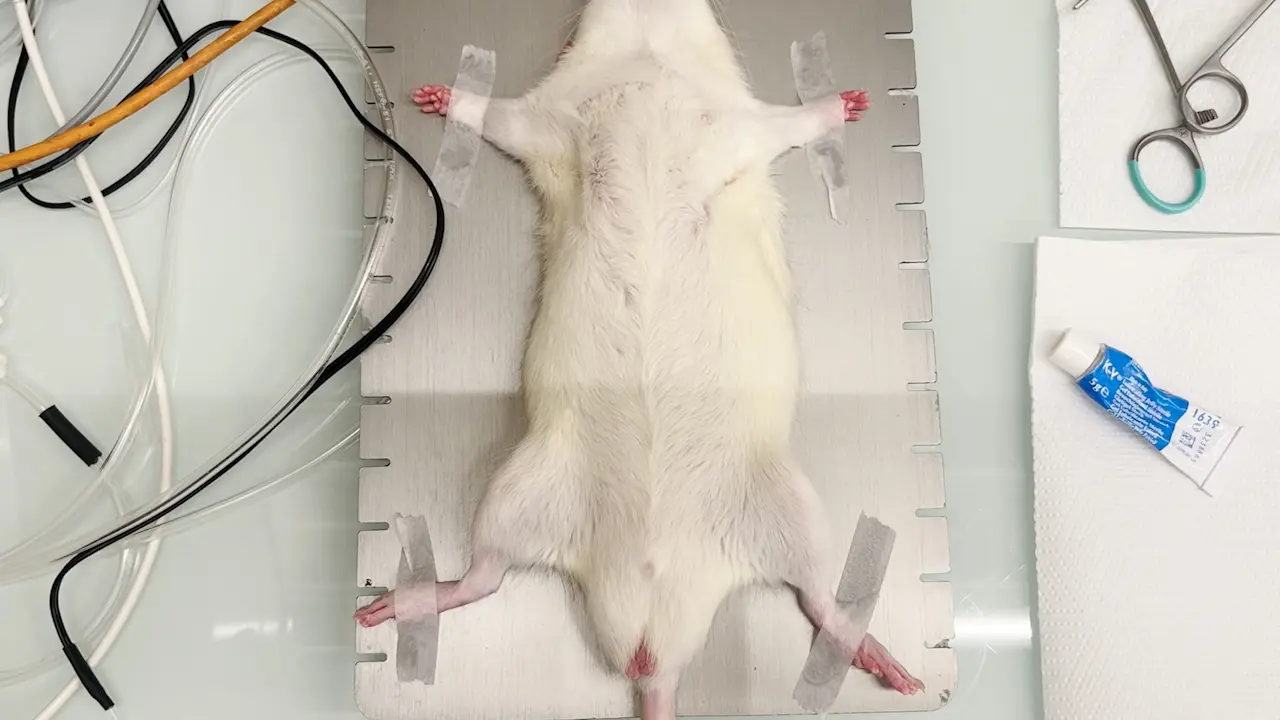 A Model of Acute Lung Injury Following Visceral Ischemia-Reperfusion by Supra-Coeliac Aortic Cross Clamping in Rats