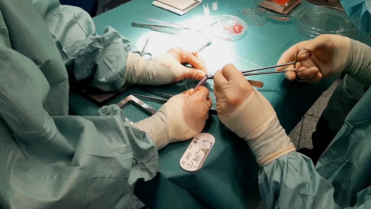 Surgical Model for Single-Staged Tissue-Engineered Urothelial Tubes in Minipigs