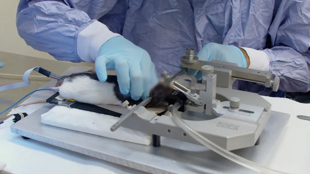 Implantation of Optoelectronic Devices in the Rodent Spinal Cord