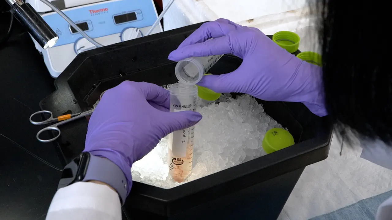Robust Mitochondrial Isolation from Rodent Cardiac Tissue