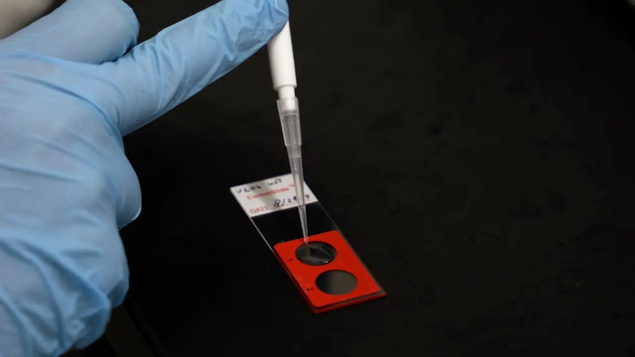 Detection of DNA Breaks in Dividing Human Cells by Neutral Comet Assay