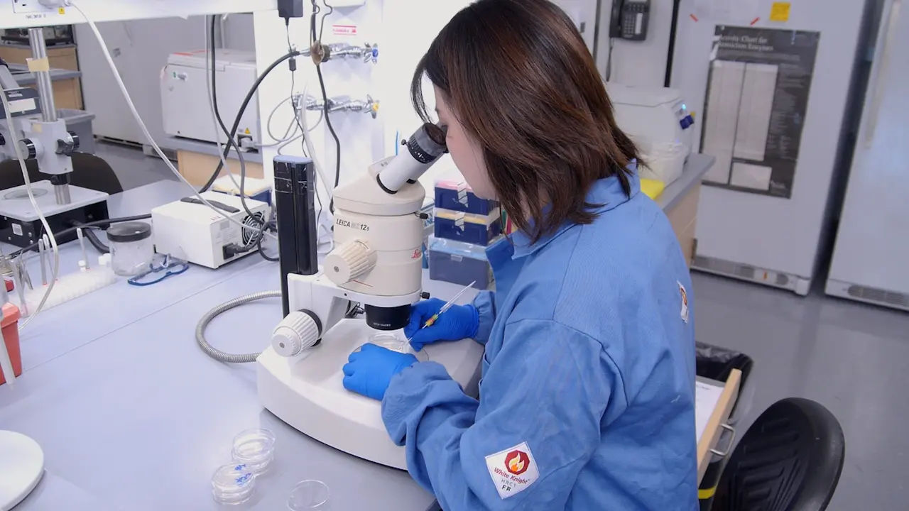 Volatile Sex Pheromone Extraction and Chemoattraction Assay in <i>Caenorhabditis elegans</i>