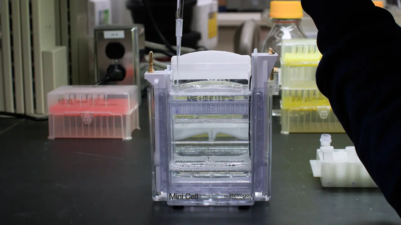 MultiBac System-Based Purification and Biophysical Characterization of Human Myosin-7a
