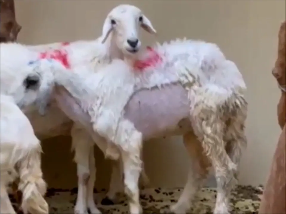 A Novel Surgical Technique in a Sheep Model for Suburethral Graft Implantation