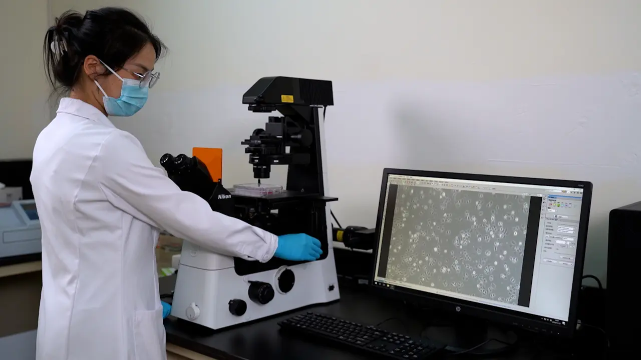 Co-culture Model Using Two Types of Adherent Cell Lines