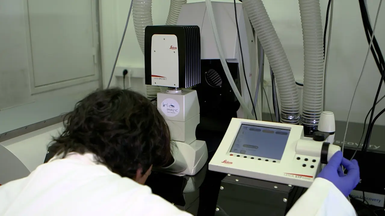 Intravital Longitudinal Imaging of Vascular Dynamics in the Calvarial Bone Marrow