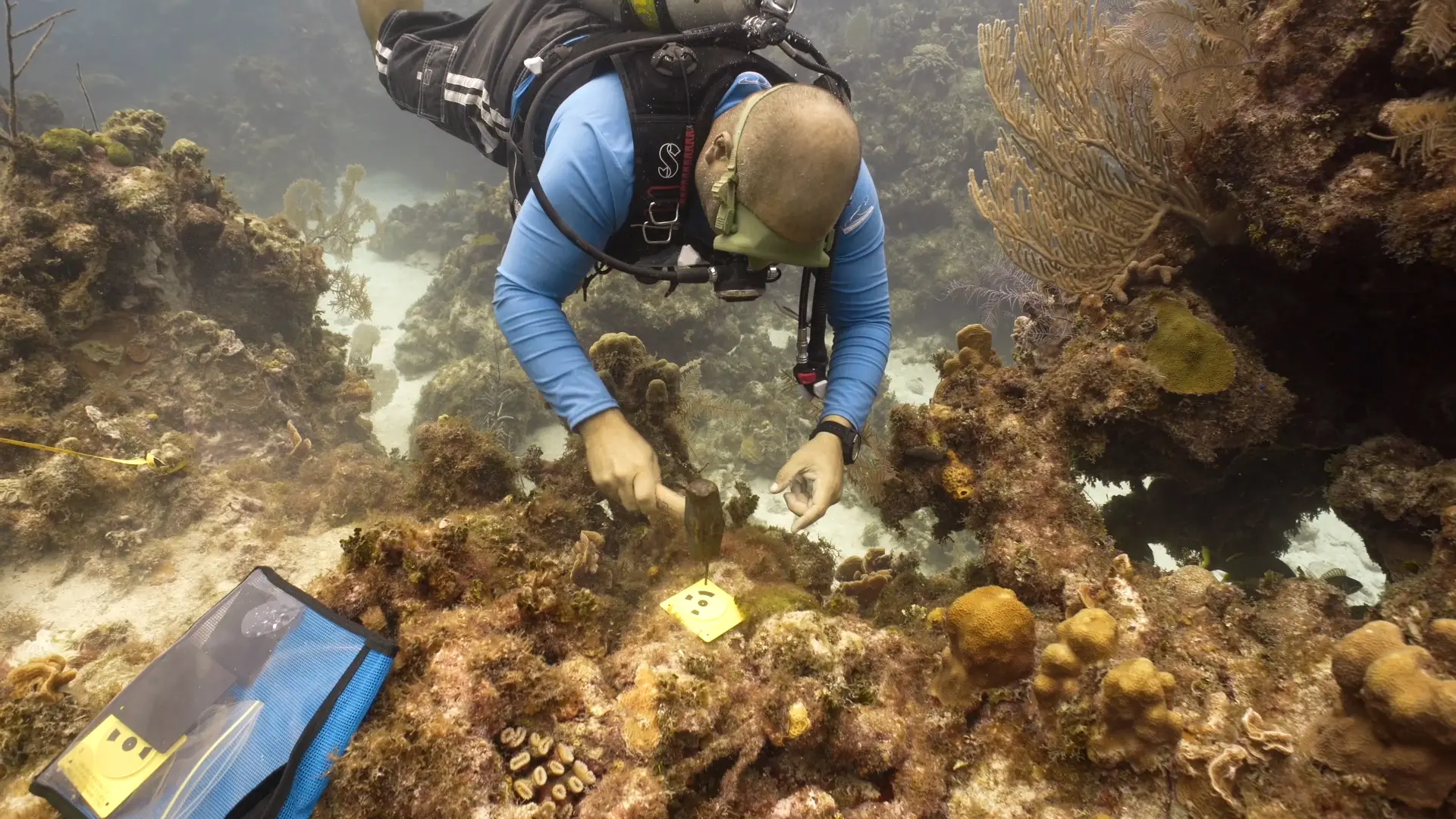 Reefshape: A System for the Efficient Collection and Automated Processing of Time-Series Underwater Photogrammetry Data for Benthic Habitat Monitoring