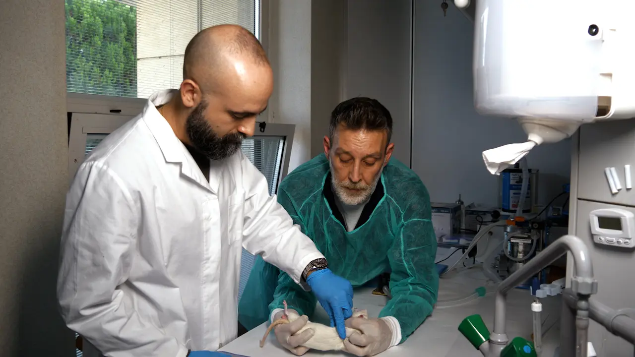 Establishment of Rat Models Mimicking Gender-affirming Hormone Therapies