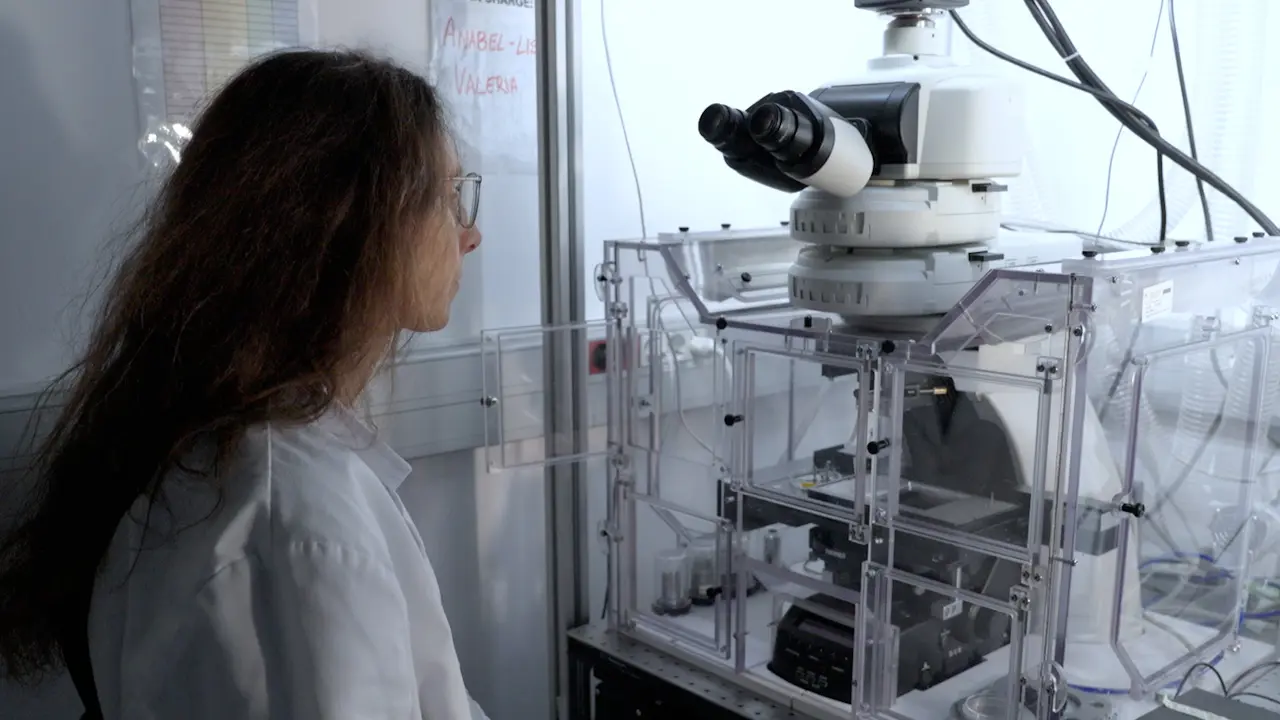 Equibiaxial Stretching Device for High Magnification Live-Cell Confocal Fluorescence Microscopy