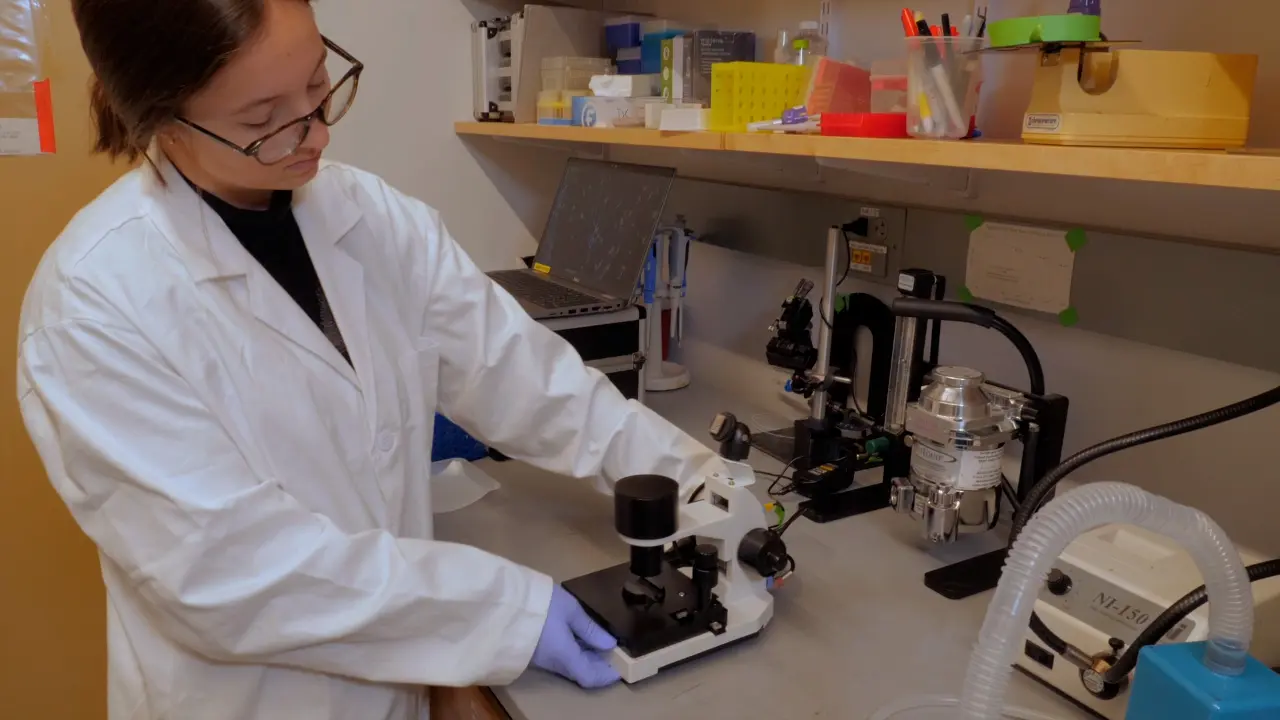 Non-Invasive Visualization of Nailbed Microvascular Morphology in Mice Using Capillaroscopy