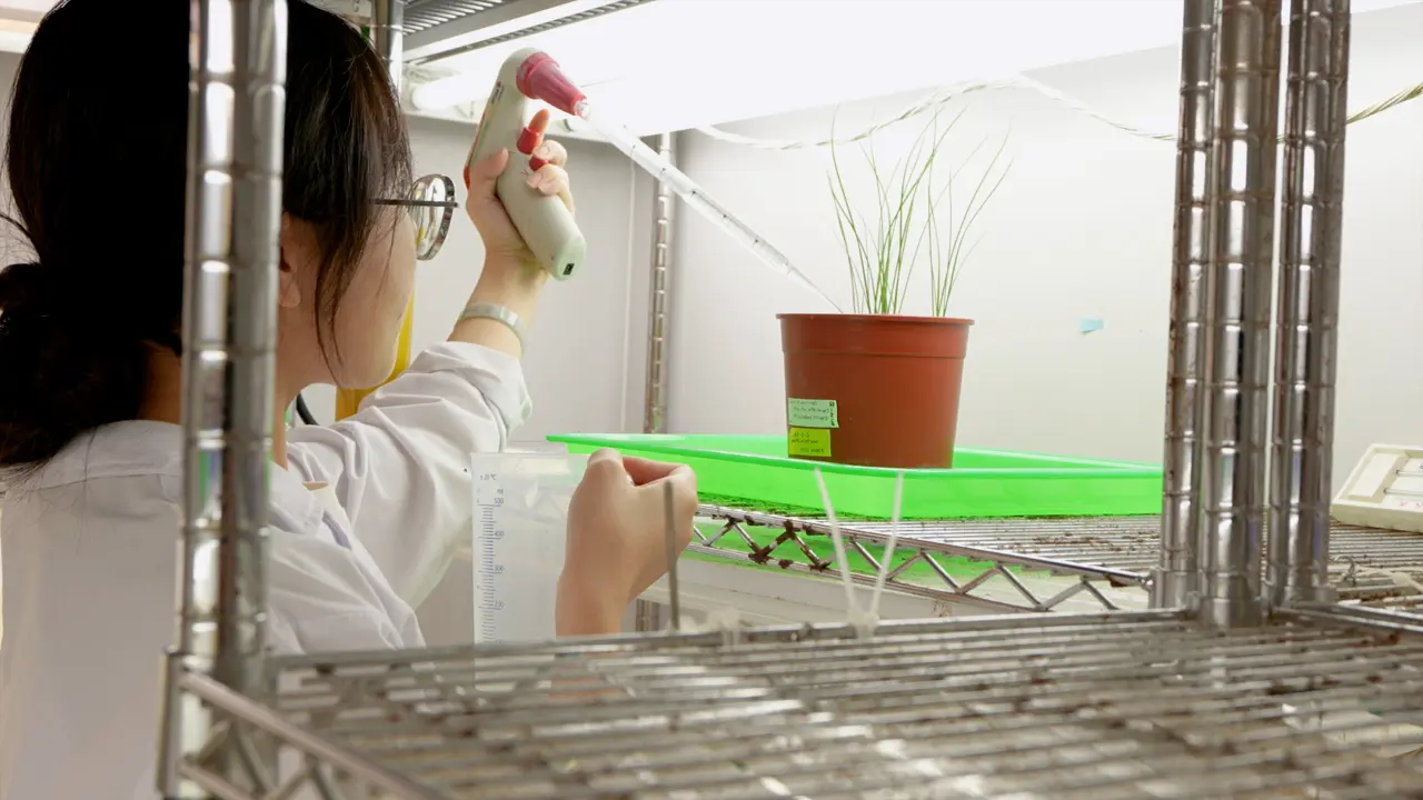 Production of Arbuscular Mycorrhizal (AM) Fungal Inoculum and Phenotypic Evaluation of Rice and AM Symbiosis Under Saline Conditions