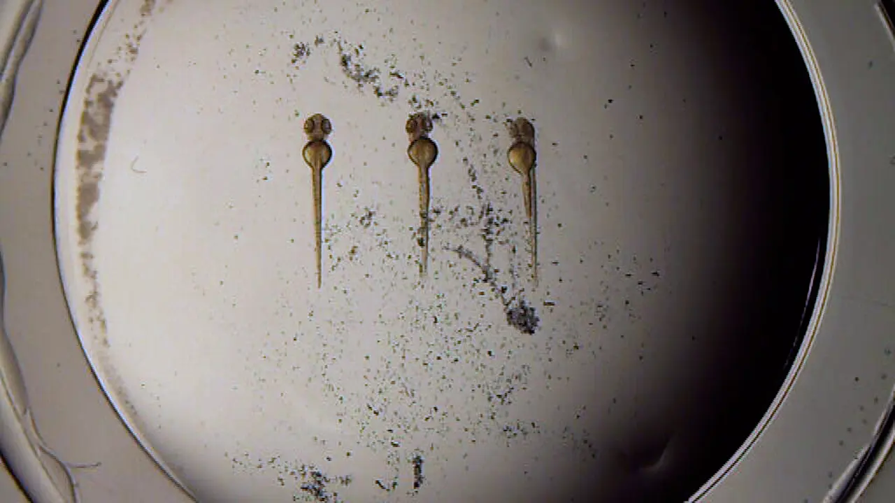 Manipulating Mechanical Forces in the Developing Zebrafish Heart Using Magnetic Beads