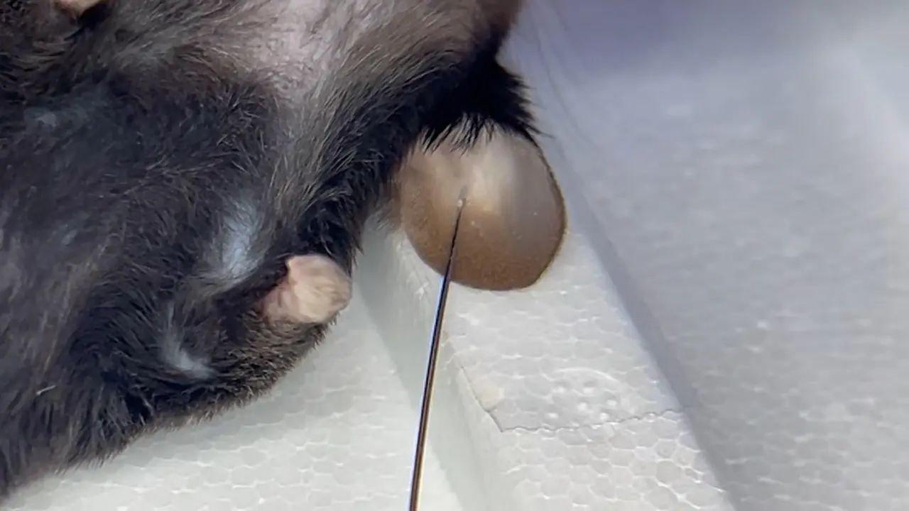 Intradermal Inoculation of <em>Mycobacterium avium</em> in the Mouse Ear