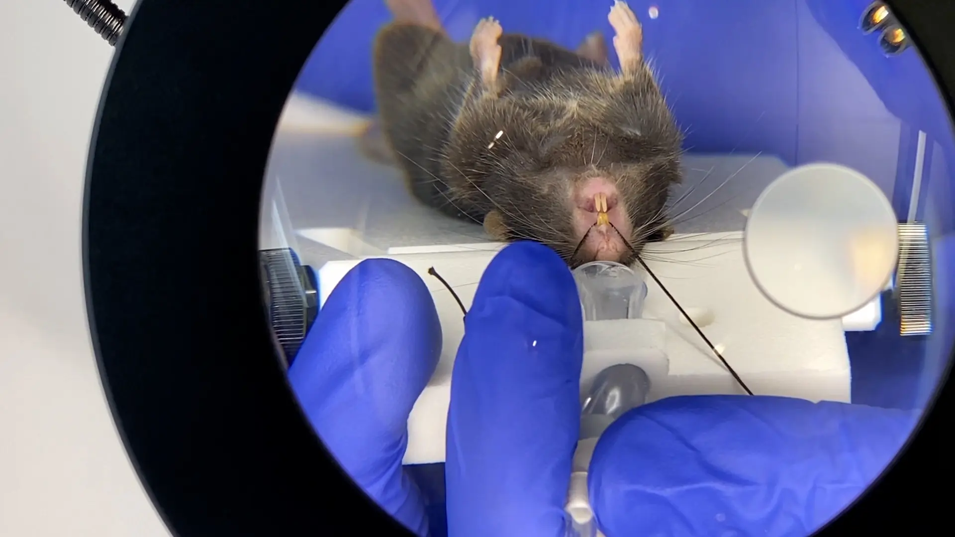 Improved Methodology for Liquid Delivery to the Mouse Lung: Intubation using a Consumer Otoscope