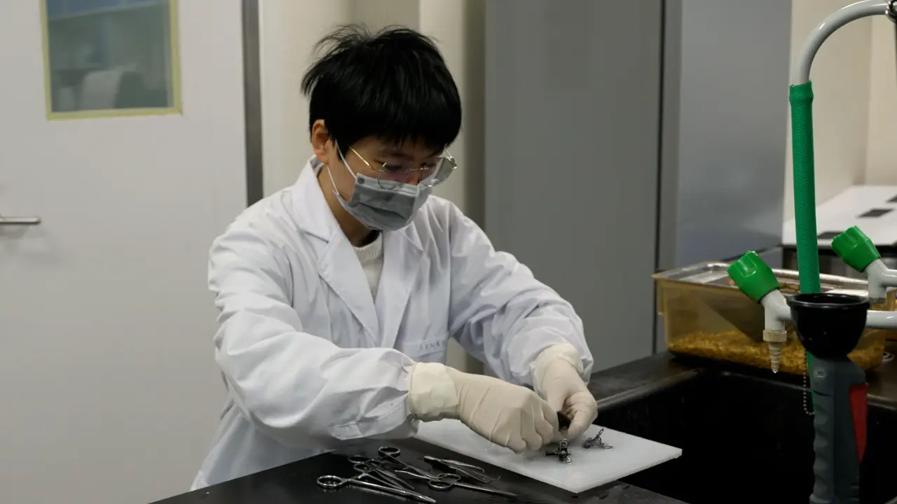 Extraction and Tissue Clearing Preparation of Mouse Brain-Spinal Cord Samples