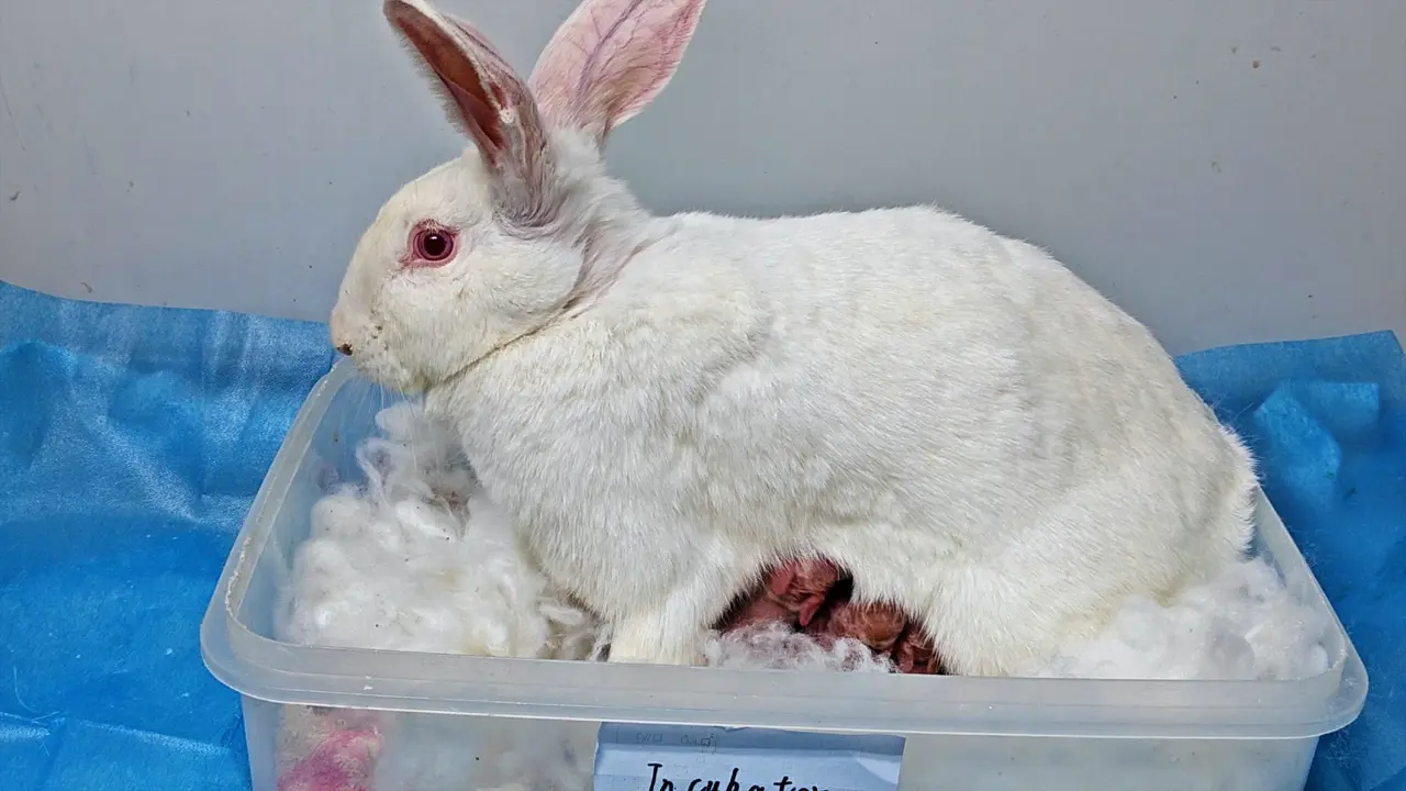 Pregnancy and Nursing Management for Embryo-Transferred and Genetically Modified Rabbits