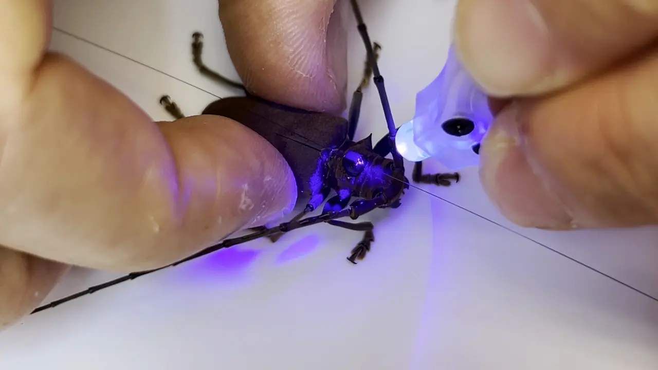 Harmonic Radar Tags for Insect Tracking: Lightweight, Low-cost, and Accessible