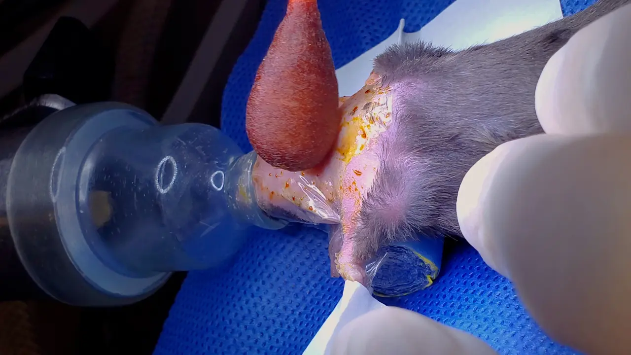 A Murine Model of Carotid Aneurysm Formation