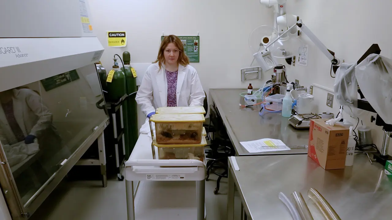 Assessing Social Dominance in Mouse Models Using the Tube Test