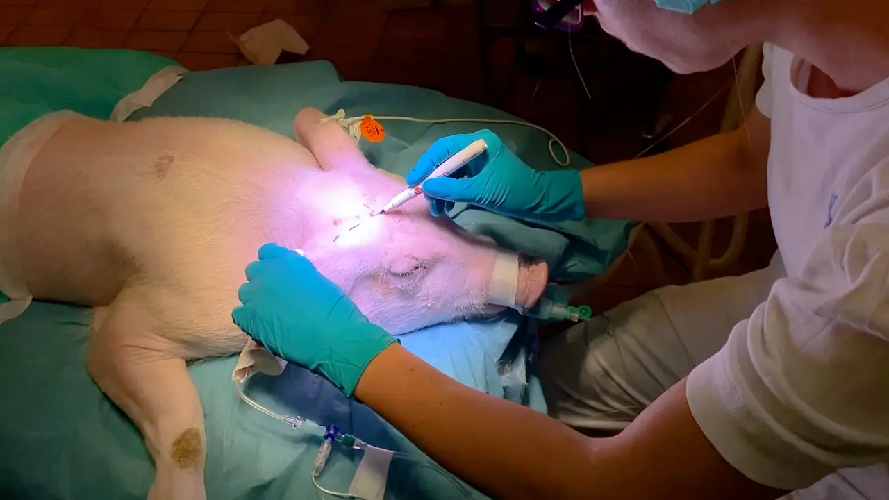 Chronic Cranial Window Technique for Repeated Cortical Recordings During Anesthesia in Pigs