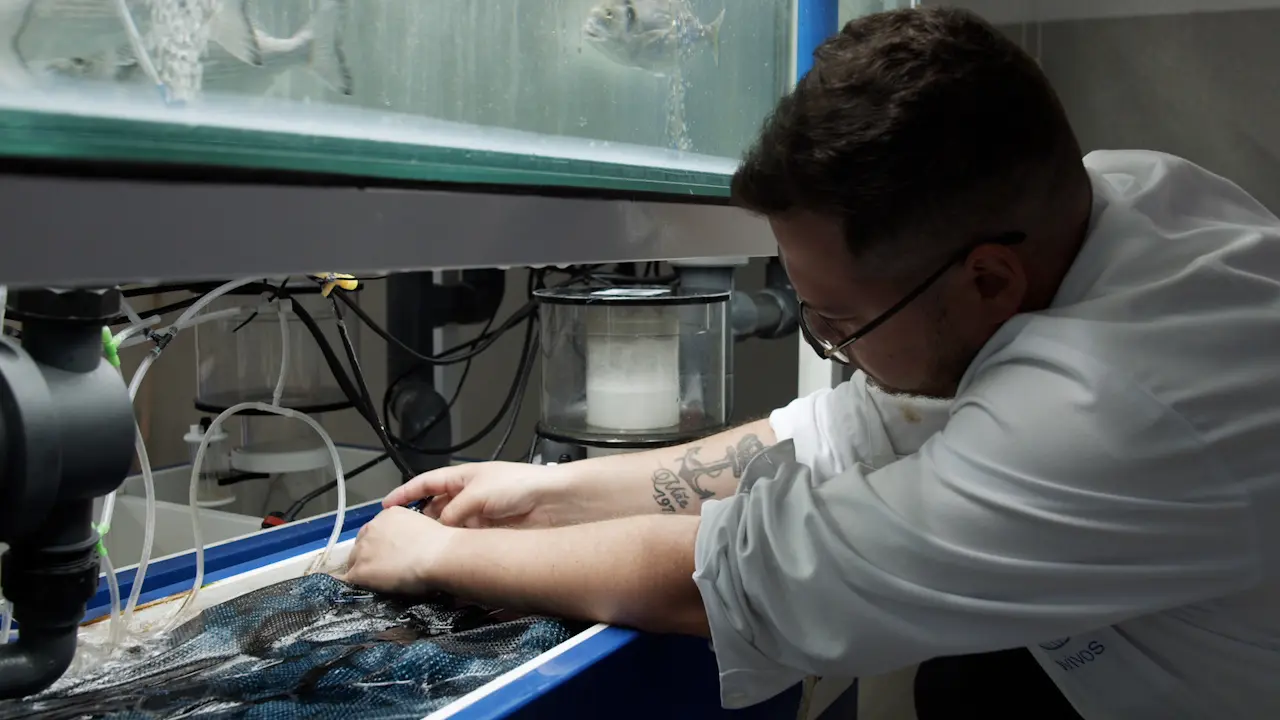Isolation, Fixation and Characterization of Juvenile Gilthead Seabream Head Kidney Leukocytes by Flow Cytometry