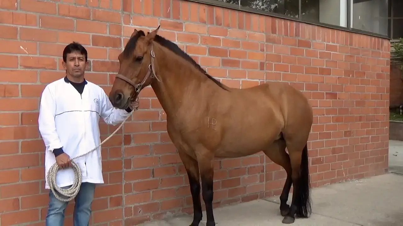 A Simple Double Centrifugation Tube Method to Obtain Platelet-rich Plasma from Equine Blood