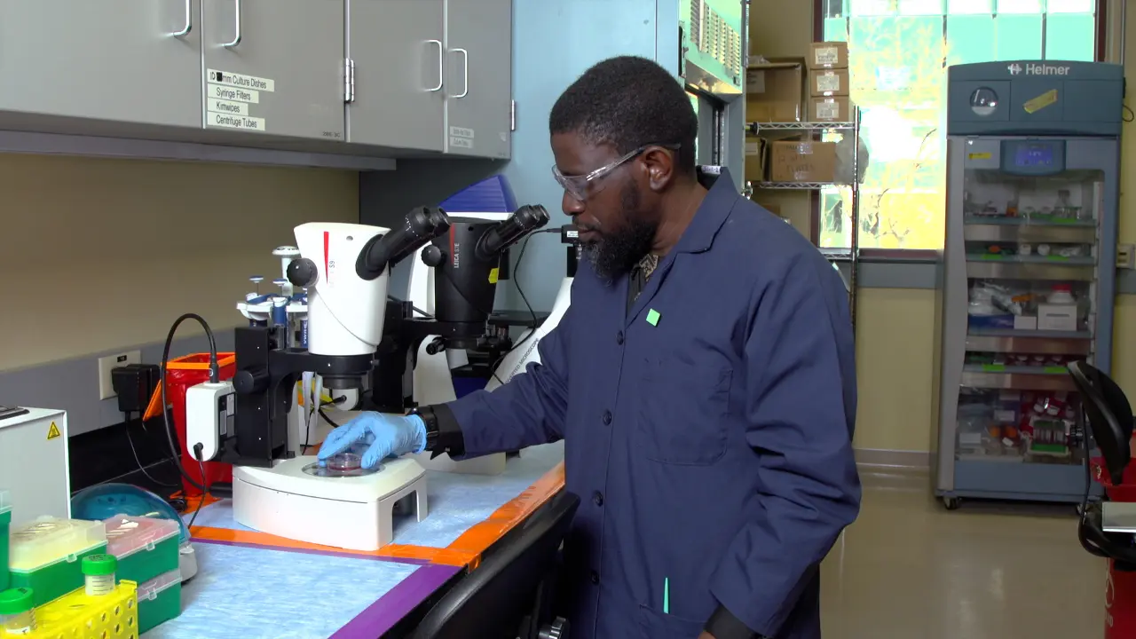 Isolated Pancreatic Islet Treatment and Apoptosis Measurement
