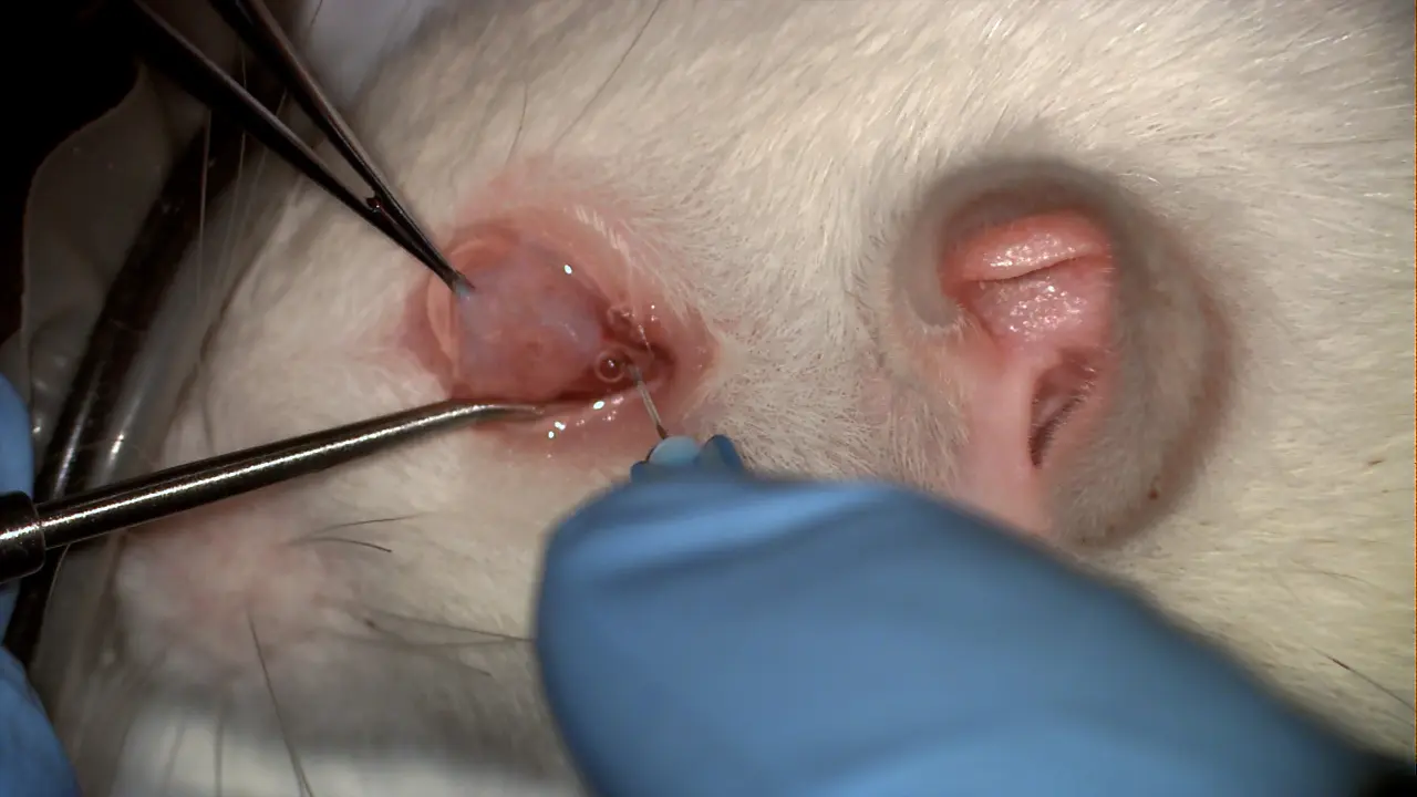 Transconjunctival Approach for Injection into the Rat Optic Nerve