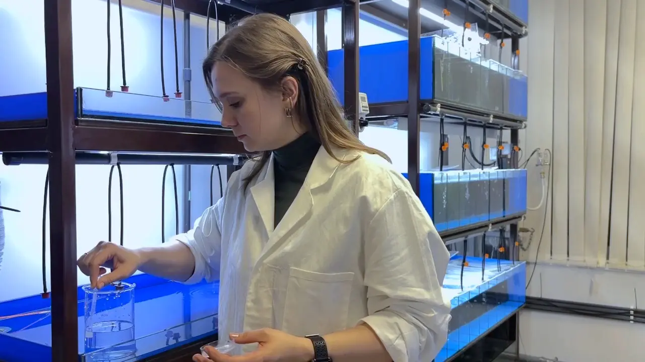 Anesthesia-free Heartbeat Measurements in Freely Moving Zebrafish