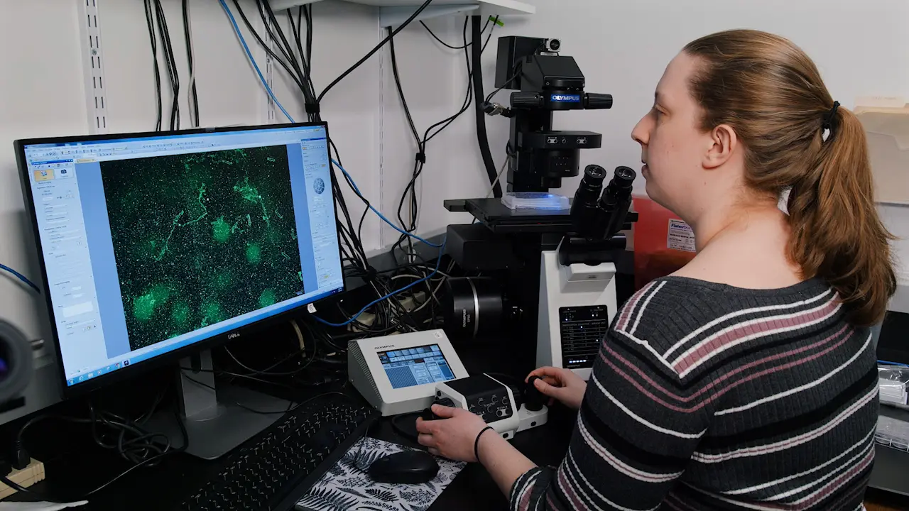 Experimental Screening Protocols, Immunocytochemistry and Microscopy-based Imaging Techniques for <em>Penium margaritaceum</em>