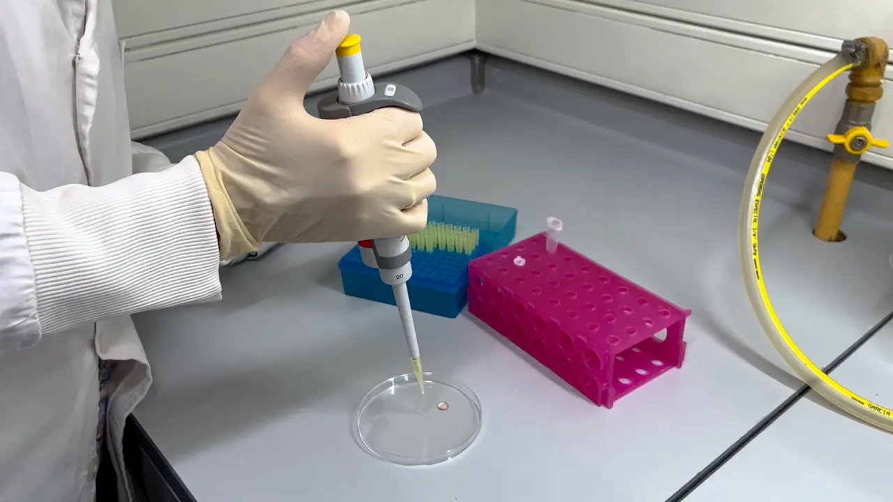 Spatula Montevideo Device for the Vitrification of Mammalian Embryos