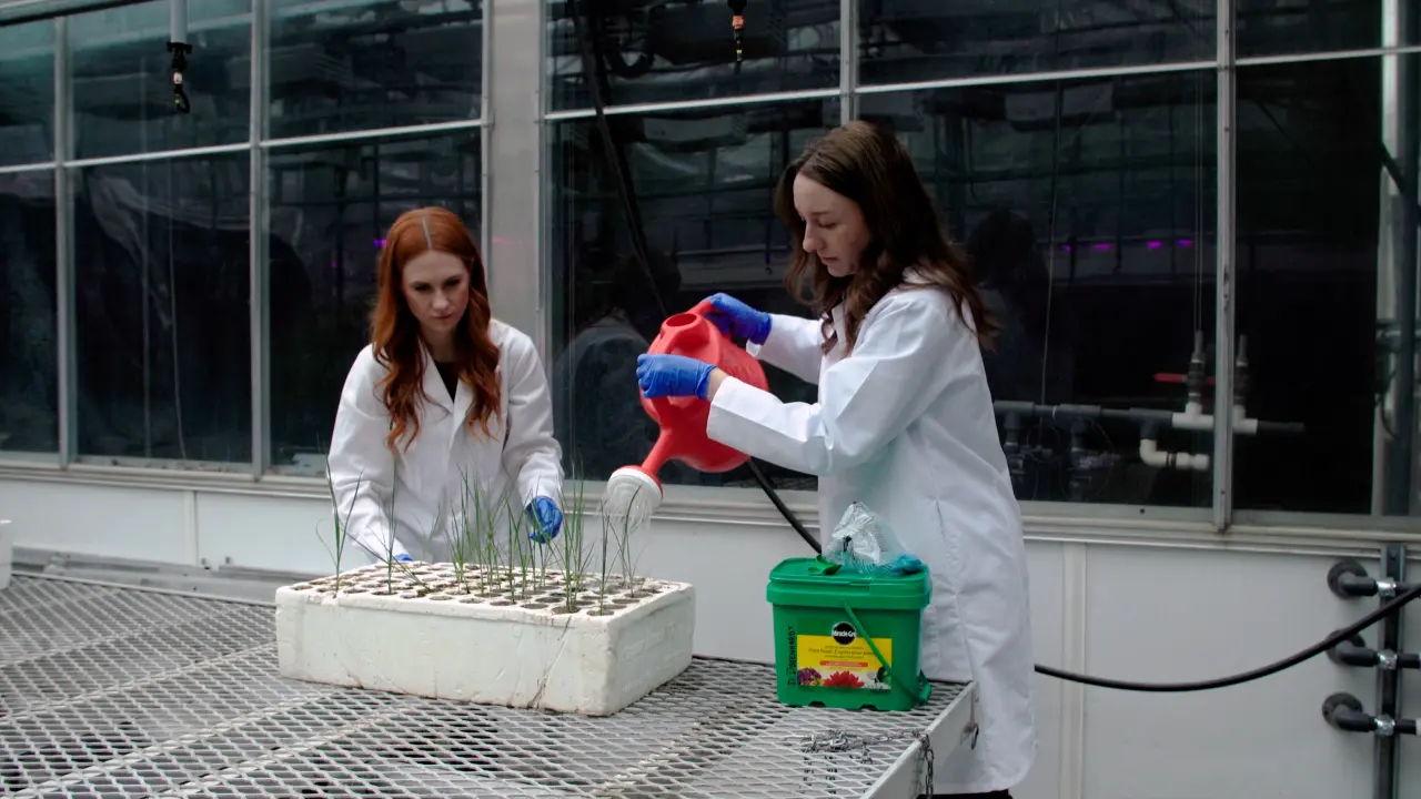 Mesocosm-Scale Constructed Wetland Design for Wastewater Treatment