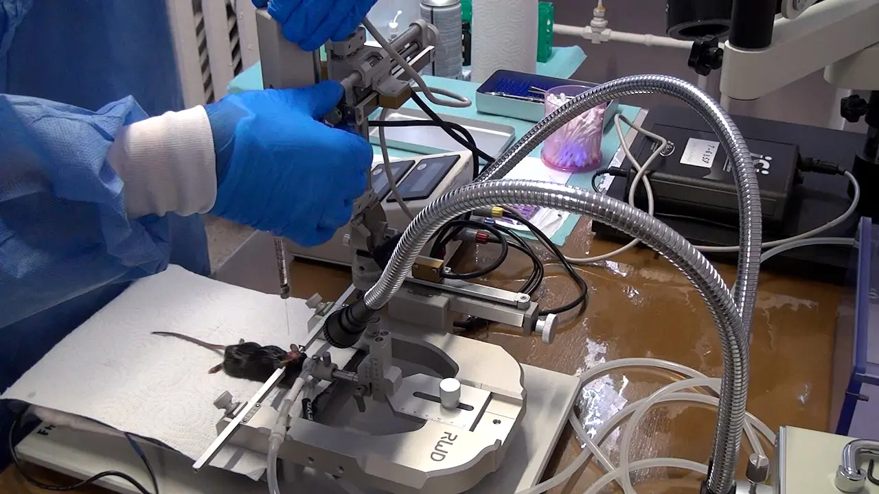 Widespread Transduction of Mouse Neocortical Neurons by Subarachnoid Injection of AAV2