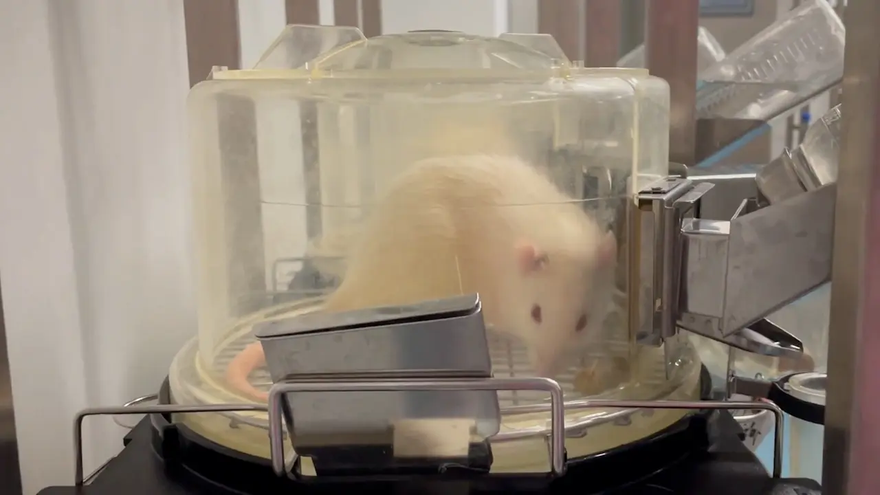 Normothermic Machine Perfusion of Rat Kidneys for Transplantation