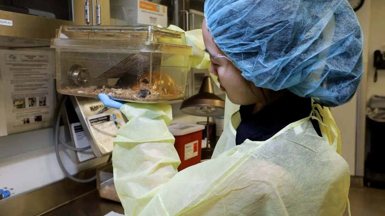 Identification of Pre-weanling 7-Day-Old Mice with Pinna Edge Biopsies
