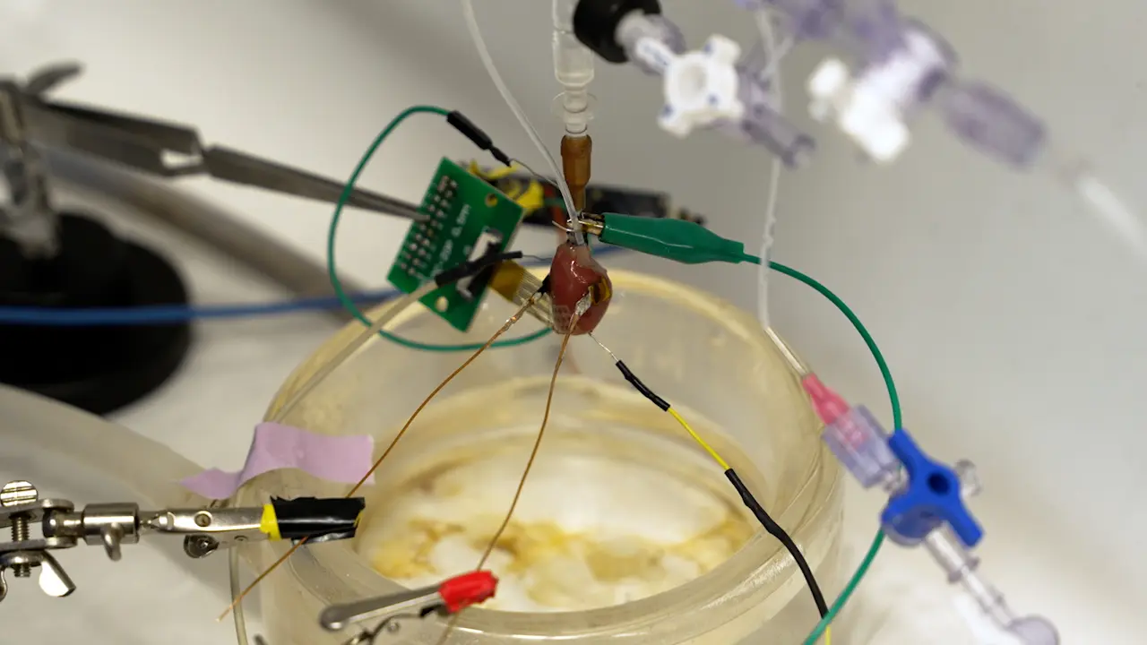 Bidirectional Electrical and Optoelectronic Interfaces in Healthy and Ischemic <em>Ex Vivo</em> Rat Hearts