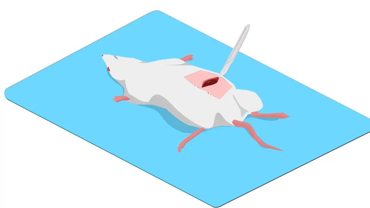 Reusable Hepatic Imaging Tool: A Reusable 3D-Printed Tool for Hepatic Intravital Microscopy