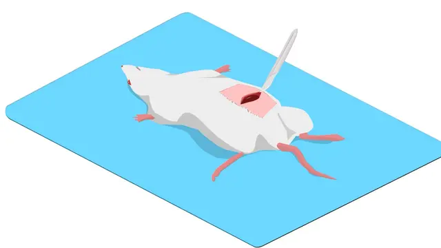 Reusable Hepatic Imaging Tool: A Reusable 3D-Printed Tool for Hepatic Intravital Microscopy
