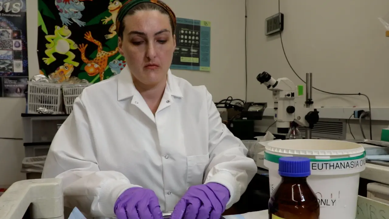 Efficient Techniques for Comprehensive Sampling of Accessible Tissues in Adult <em>Xenopus</em>