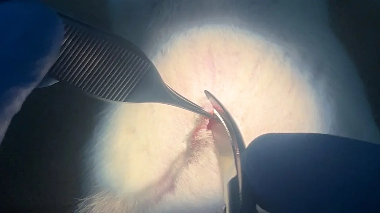 A Rat Graft Rejection Model of Intestinal Transplantation with Exteriorized Ileostomy for Longitudinal Prognosis Assessment