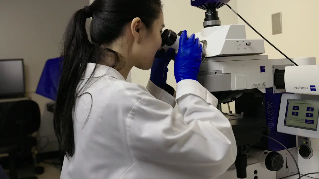 Examination of Anatomical Features of Retinal Ganglion Cells Under N-methyl-D-aspartic Acid (NMDA)-induced Excitotoxicity
