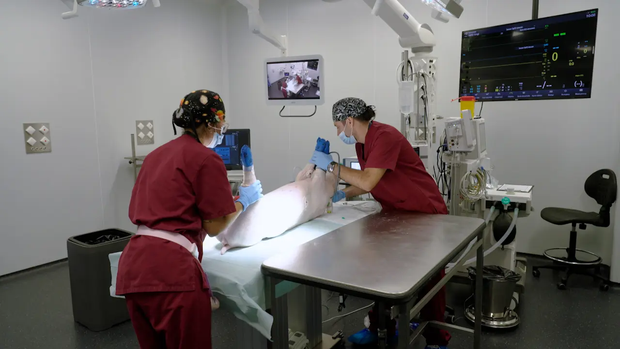 Femoral Vascular Graft Implantation in a Swine Model to Test Small-Diameter Vascular Grafts