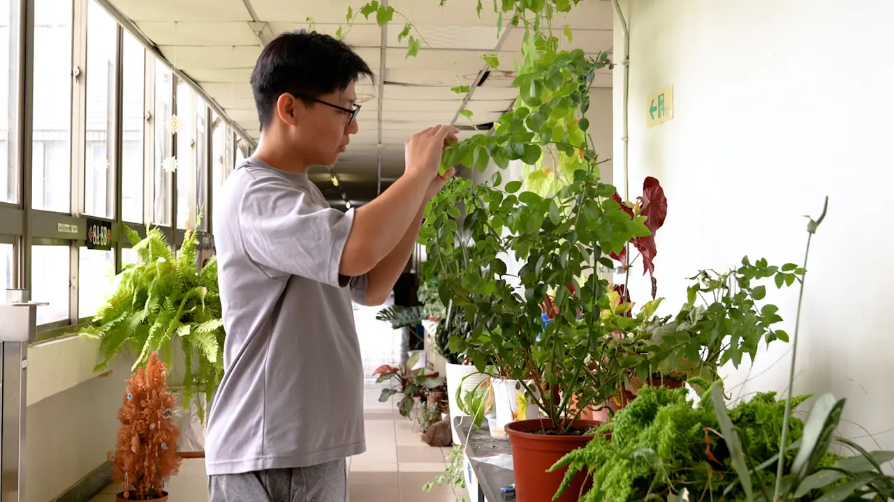 Establishment of a Chilli Thrips (<em>Scirtothrips dorsalis</em> Hood) Rearing System for Virulence Screening of Entomopathogenic Fungi