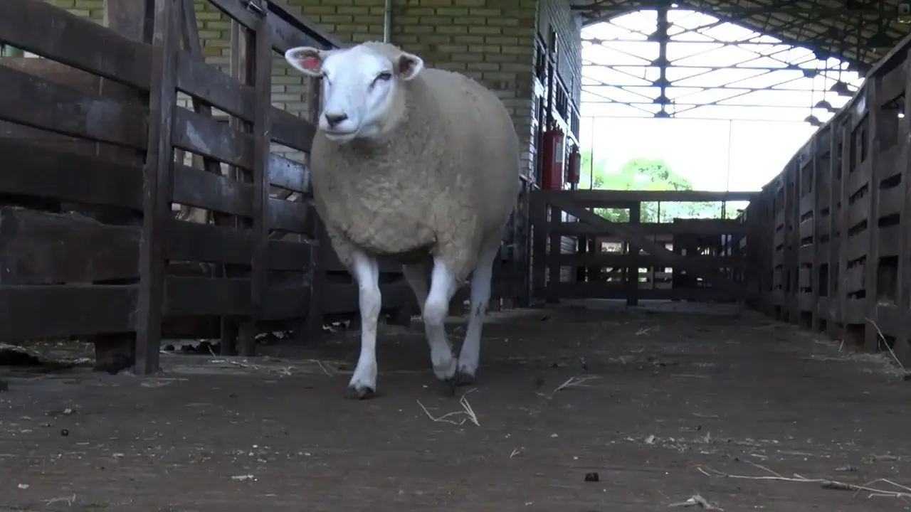 Establishment and Evaluation of a Sheep Model of Full-thickness Osteochondral Defect