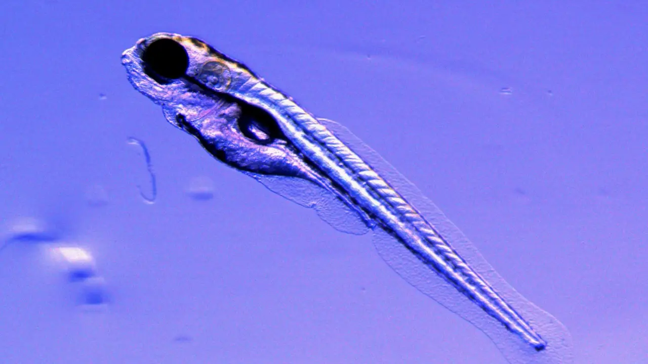 Functional Cardiac Imaging in Zebrafish Embryos Using Standard Microscopy and Video Analysis: Applications in Environmental and Biomedical Research