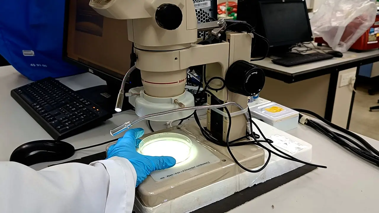 Visualizing the Gatekeeper: Evan's Blue Dye-Based Assessment of Blood-Brain Barrier Permeability in Adult Zebrafish