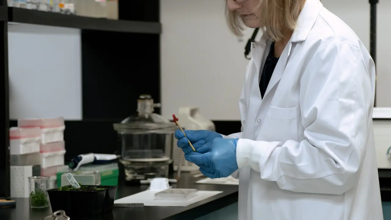 Evaluating Leaf Responses to Microbial Secondary Metabolites Using A High-Throughput Format