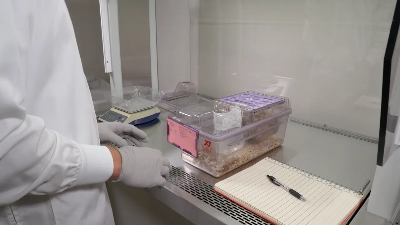 Frailty Assessment in an Aging Mouse Model