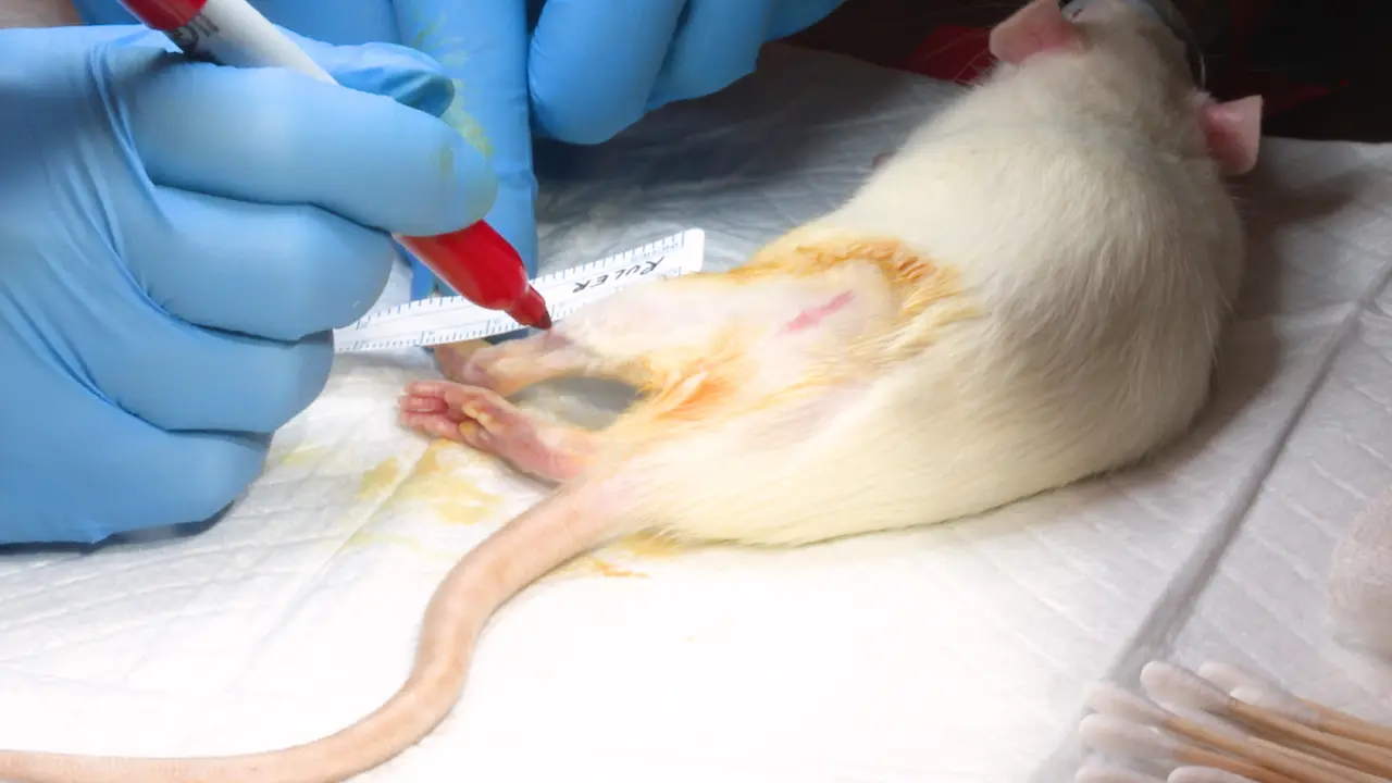 Rat Hindlimb Below-Knee Amputation Model and Immediate Targeted Muscle Reinnervation