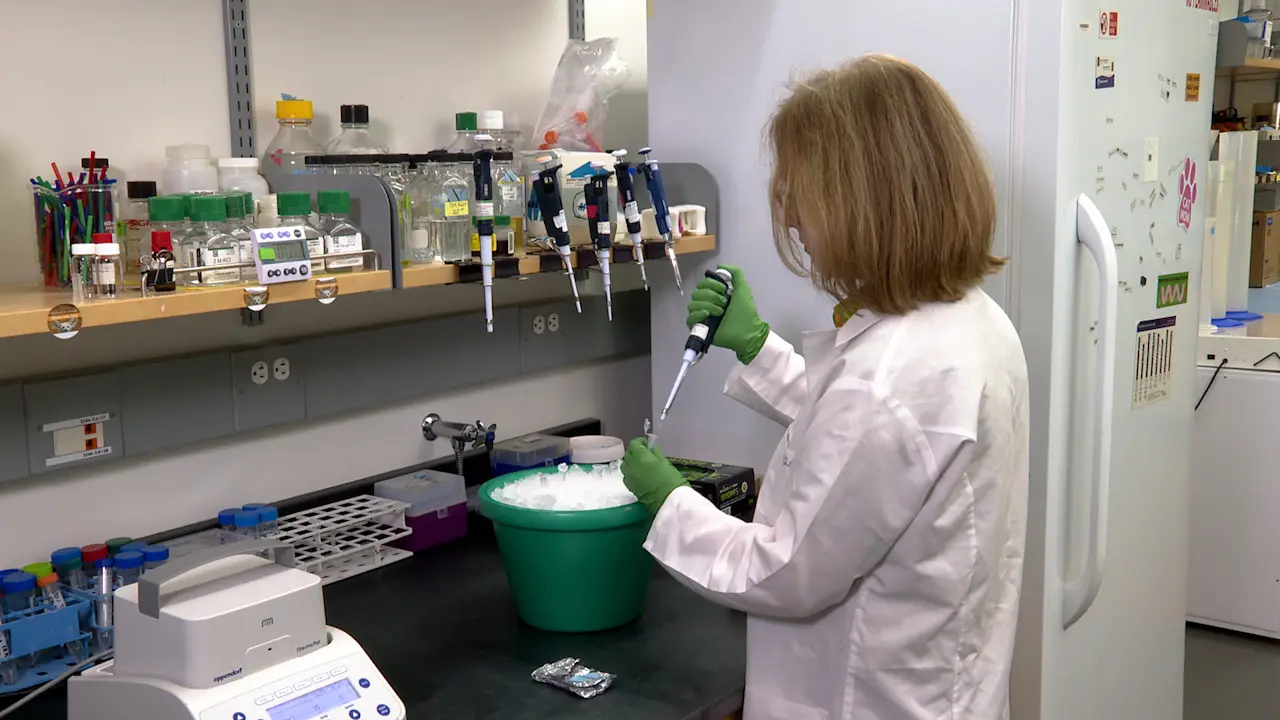 Optimized Analysis of Proteins from <em>Xenopus</em> Oocytes and Embryos by Immunoblotting